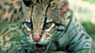 Mudanças importantes no próximo Ubuntu 11.10 Ocelot Oneiric É hora de mais um ciclo até o lançamento do Ubuntu 11.10. O Ubuntu 11.10 com o codinome Oneiric Ocelot não vai ser bombardeado com mudanças radicais, comparando com o ubuntu 11.04. Mas em termos de importância, o Oneiric Ocelot poderia ser uma versão ainda maior. Vamos dar uma olhada rápida nas mudanças para as próximas versão do Ubuntu 11.10...